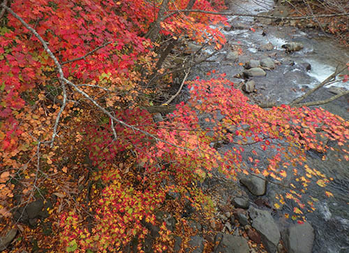 北海道、渓流の紅葉