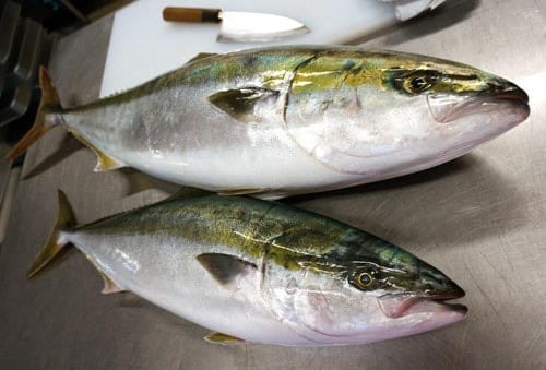 北海道函館産天然ブリ～ハマチ