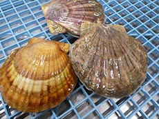 【活出荷】天然物3年ホタテ貝 北海道噴火湾産（冷蔵発送）