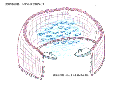 まき網1