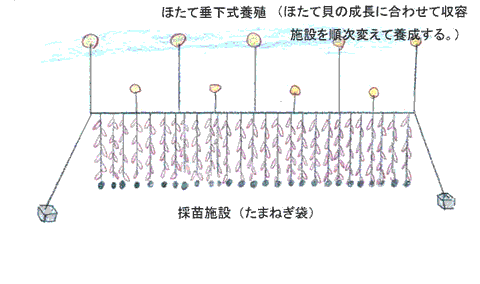 ほたて垂下式養殖（採苗）1