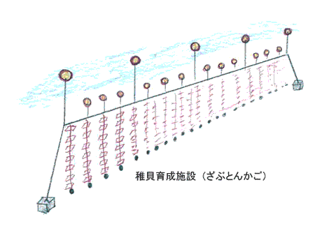 ほたて垂下式稚貝養殖（ざぶとんかご）