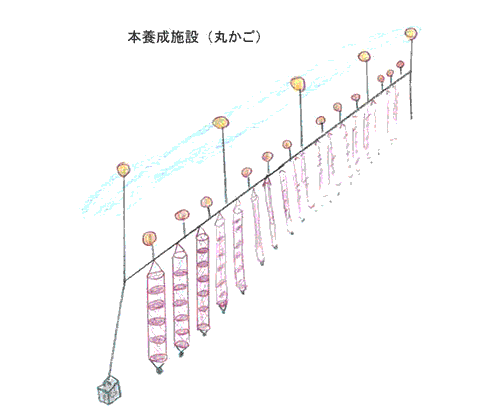 ほたて垂下式本養殖（丸かご）