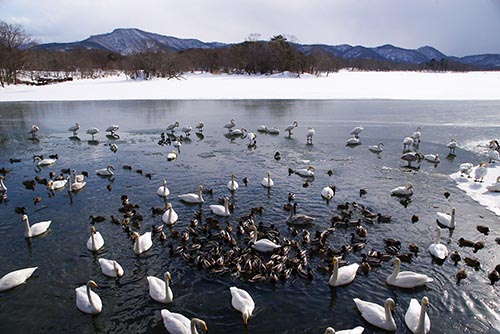 大沼公園の白鳥とカモ