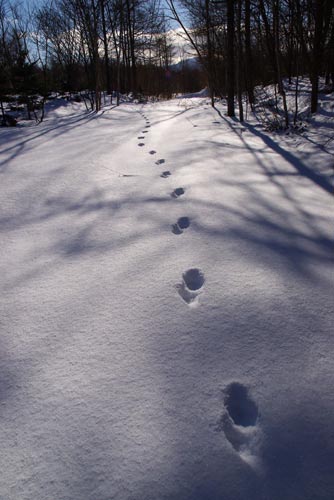 キタキツネの通り道