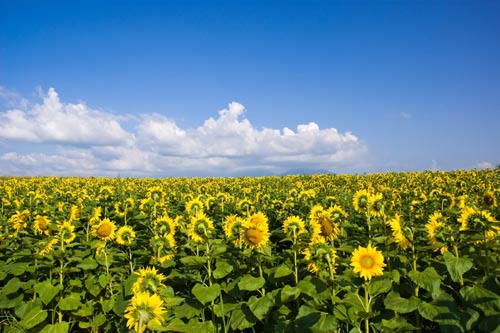 富良野の夏