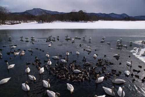 大沼公園の水辺