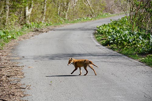 キタキツネ