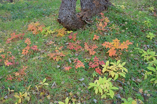 足元の紅葉