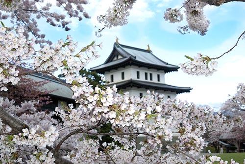 松前城の桜