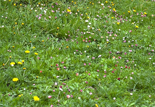 松前城の花