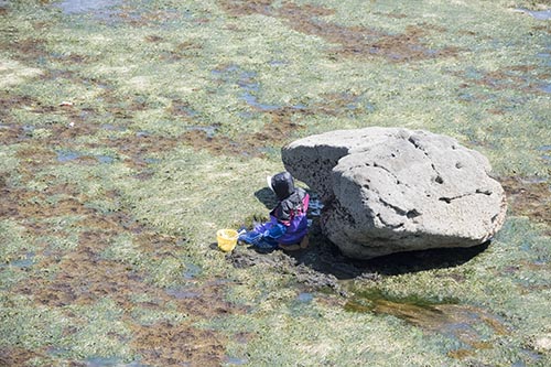 海苔採り