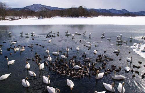 大沼公園のオオハクチョウ