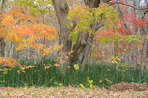 大沼公園の紅葉