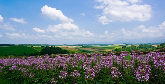 富良野、ラベンダー畑