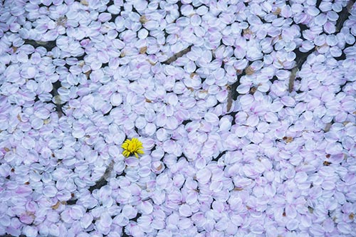 五稜郭の堀に散った桜の花びら