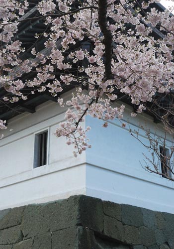 城壁と桜