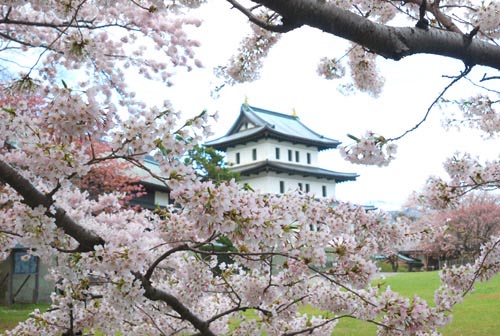 松前城と桜