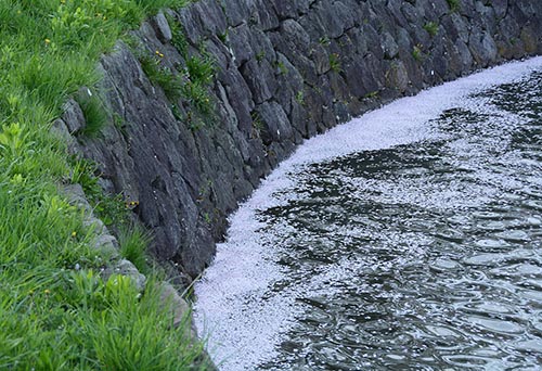 五稜郭の桜