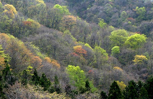 北海道の新緑