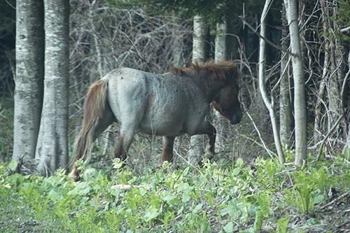 野生の馬