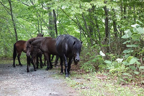 北海道の野生馬